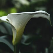 calla fioreria nora catologo fiori