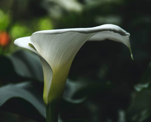 calla fioreria nora catologo fiori