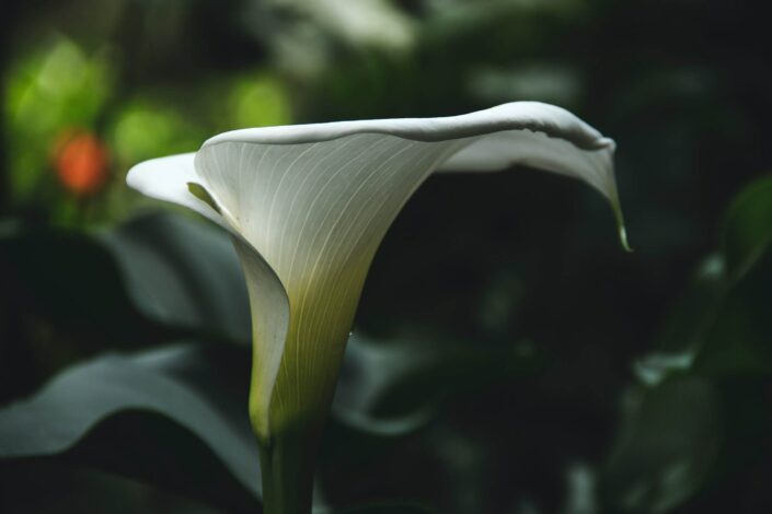 calla fioreria nora catologo fiori