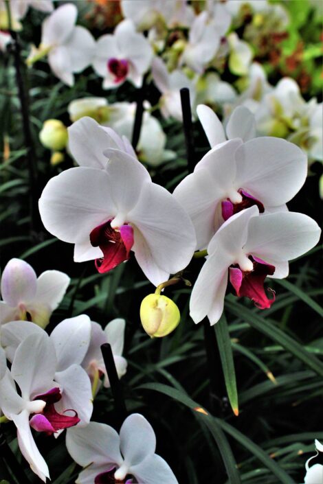 catalogo fioreria Nora orchidea