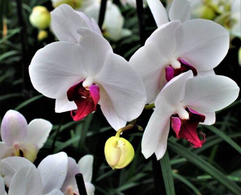 catalogo fioreria Nora orchidea